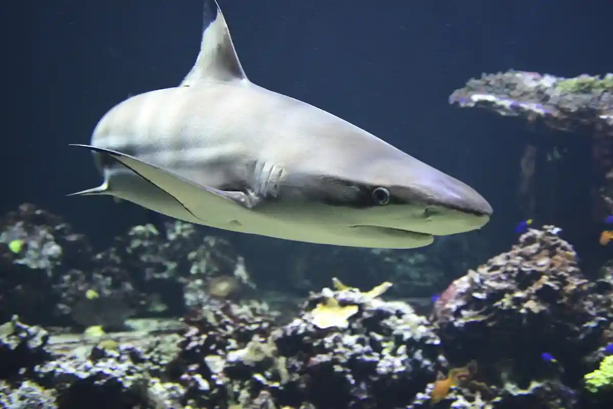 Будучи активными хищниками, чернопёрые акулы охотятся на мелких стайных рыб. Фото:Pixabay.com / Andrea Bohl