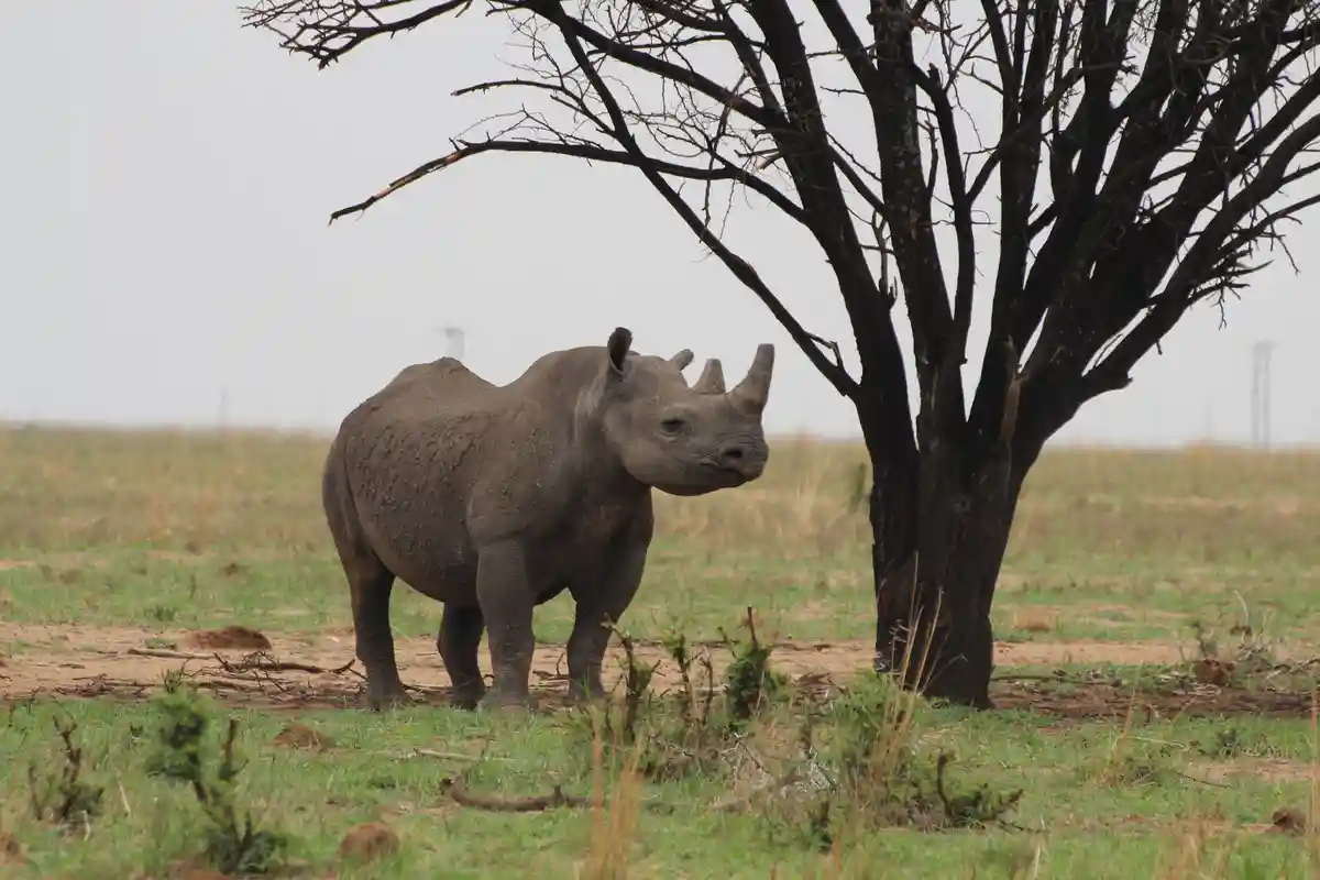 Проект по разведению носорогов
