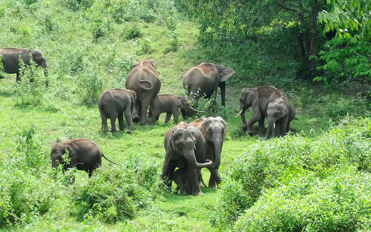 Известный в Индии слон уехал в тигровый заповедник