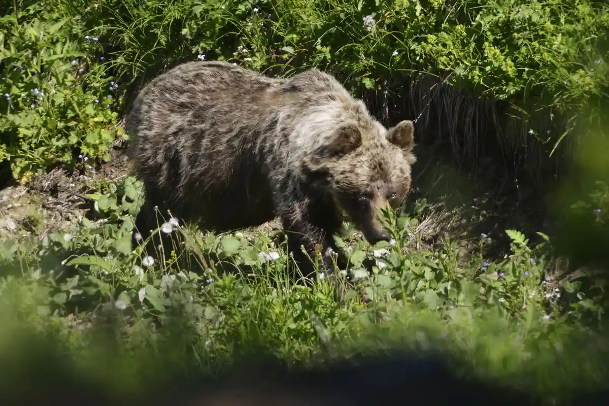 Бурый медведь ранил двух человек в Словакии