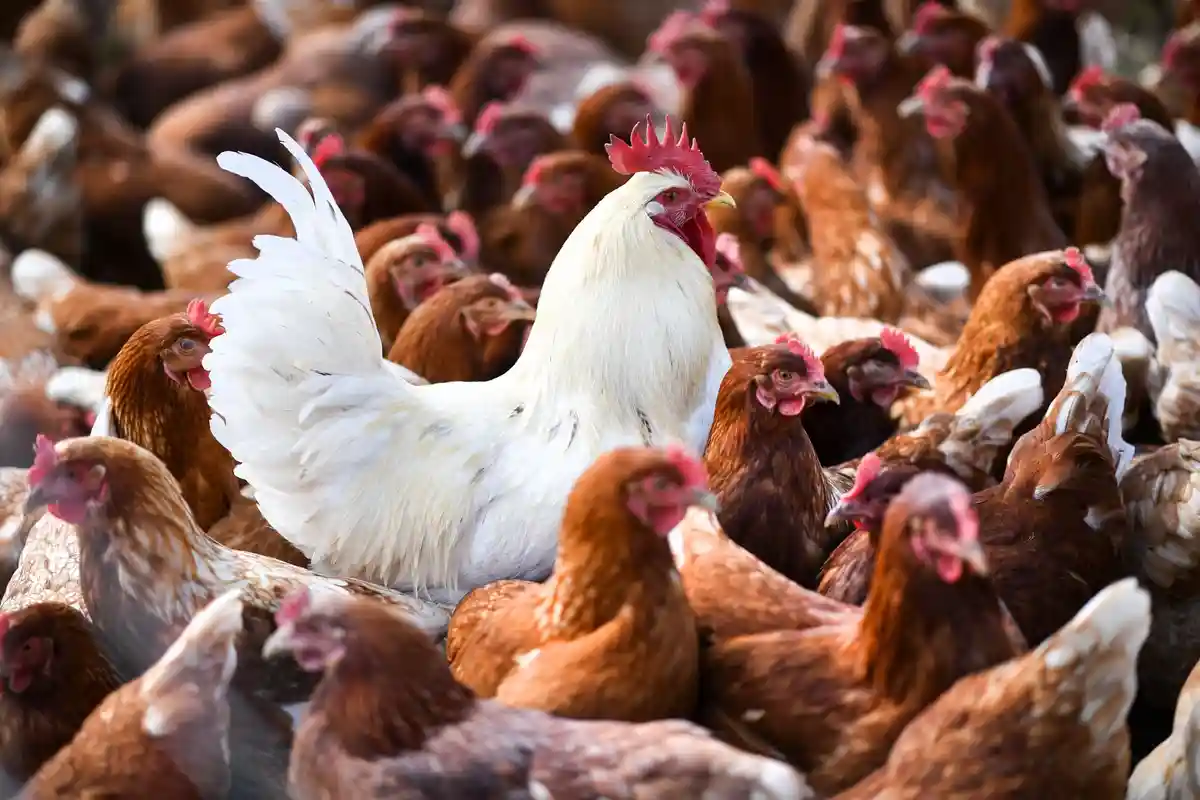 Птицеводческая отрасль ожидает птичий грипп в течение всего года