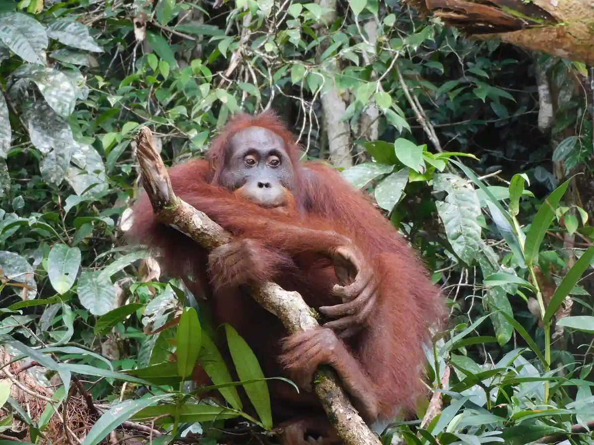 500-й орангутанг выпущен в дикую природу на Борнео