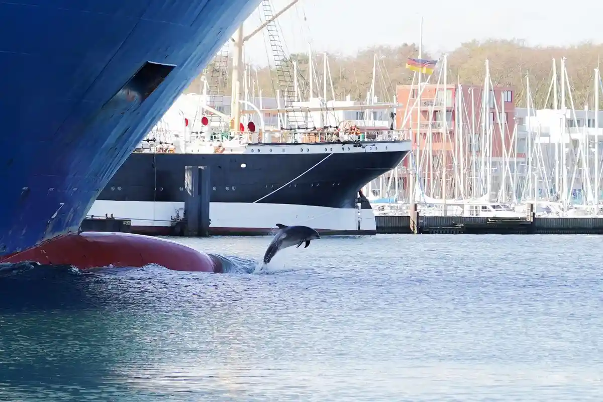 Наблюдение за дельфинами на Балтийском море