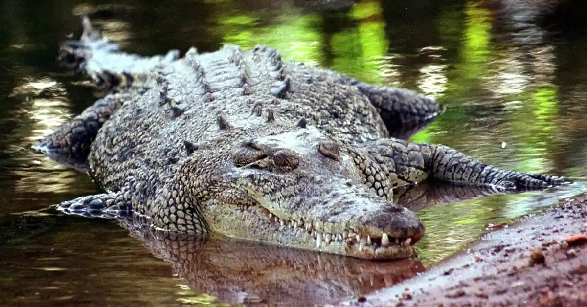 Женщина увидела крокодила в лесу вблизи Нойенсорга