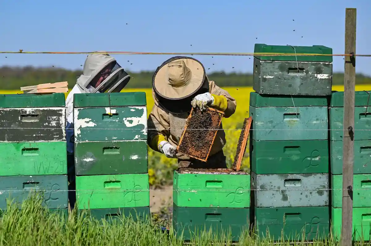 Пчелы собирают много меда - Ассоциация пчеловодов