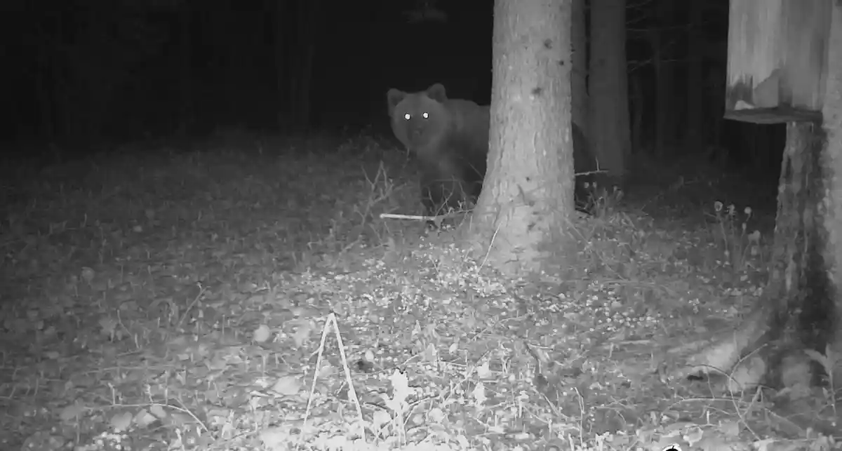 Бурый медведь в районе Траунштайна