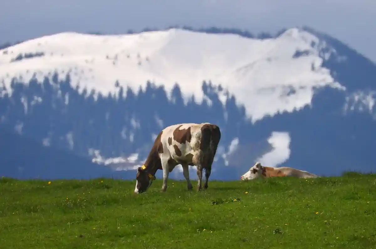 Коровы на фоне заснеженных гор