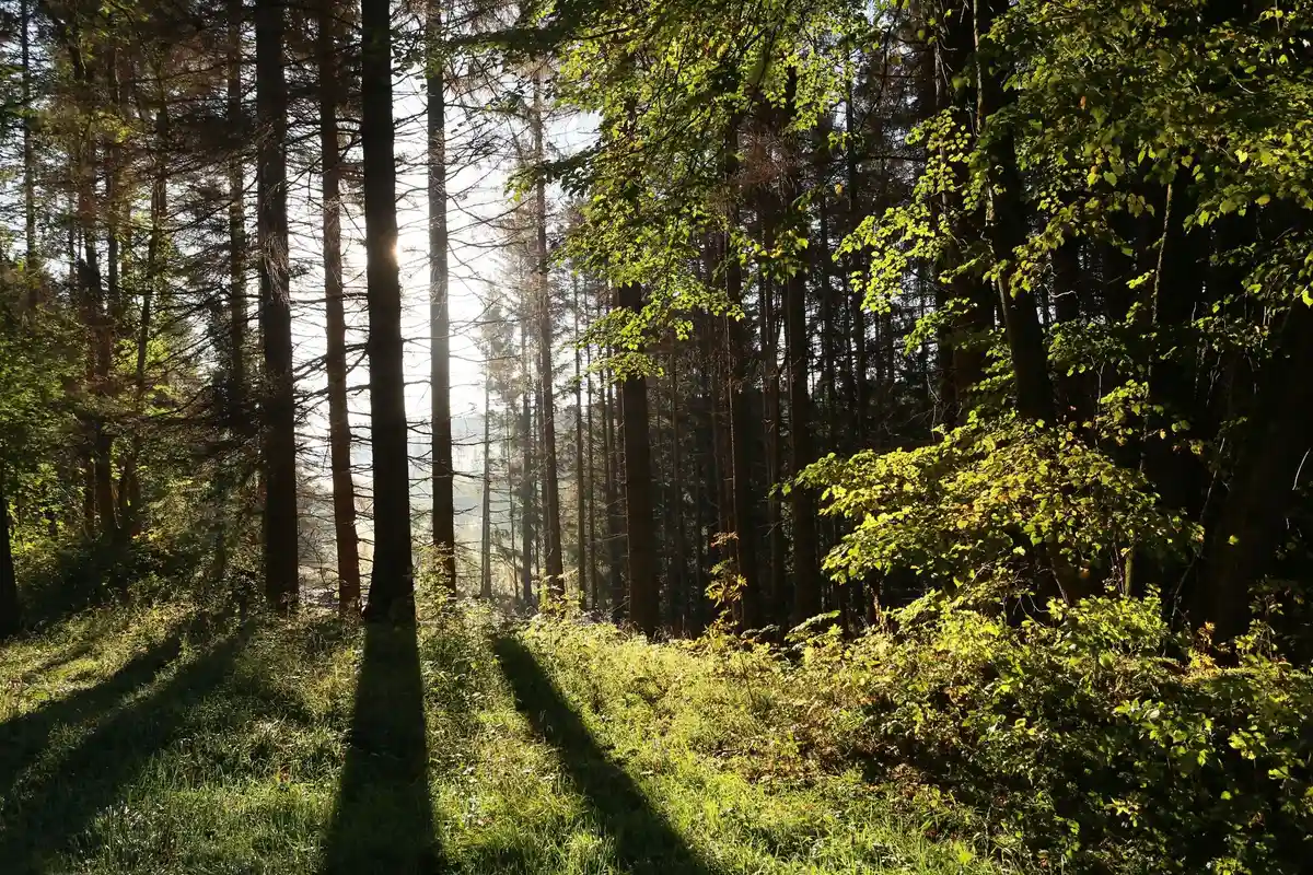 Влажная весна обеспечила леса Тюрингии запасом воды