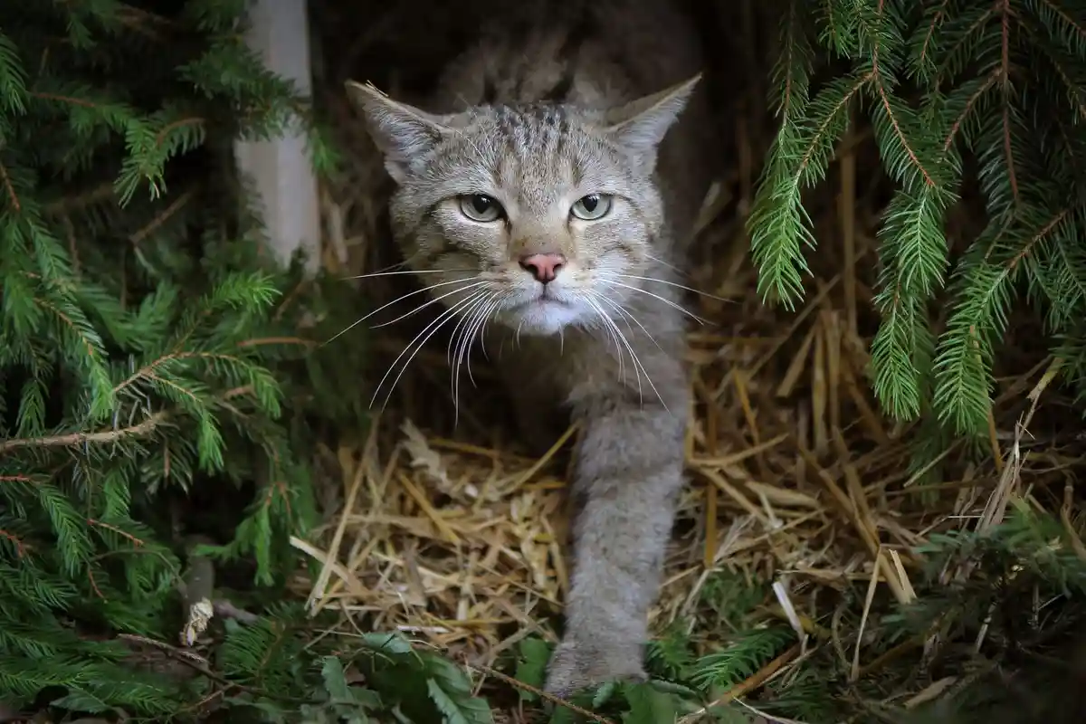 БУНД призывает не забирать диких кошек из леса