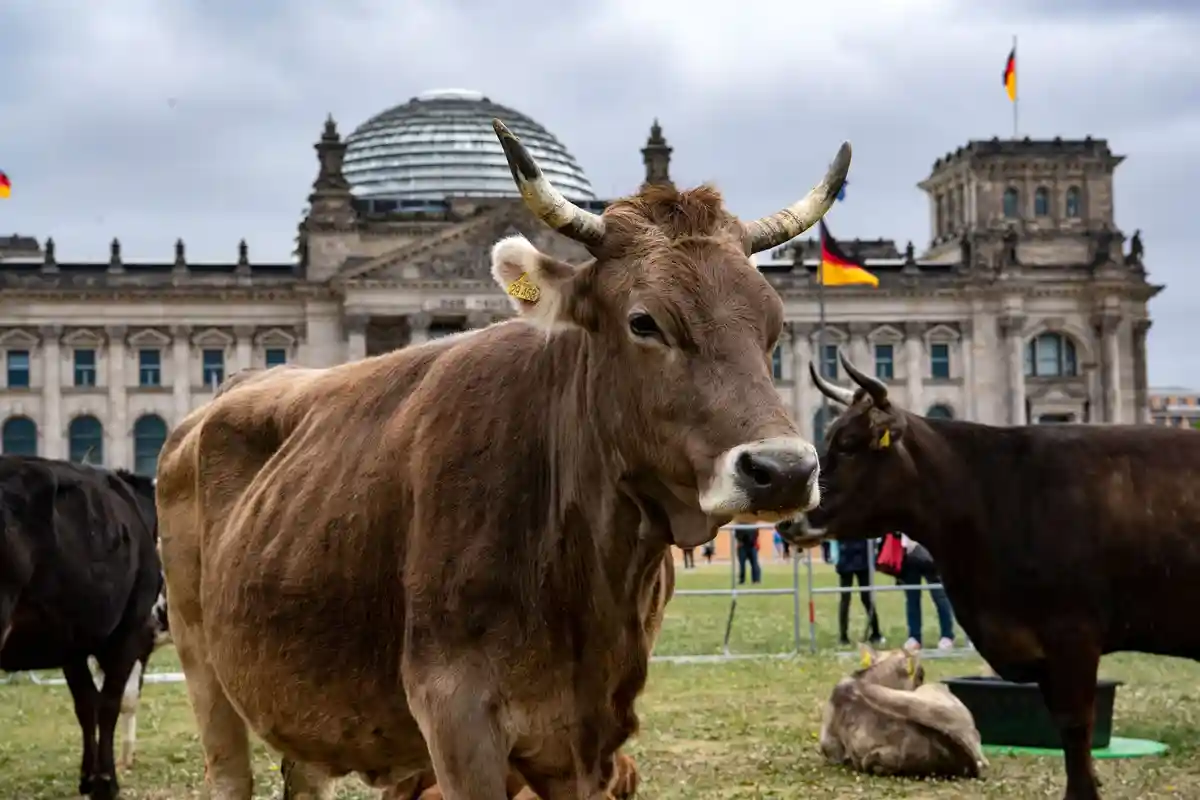 Коровы перед Рейхстагом протестовали за пастбища