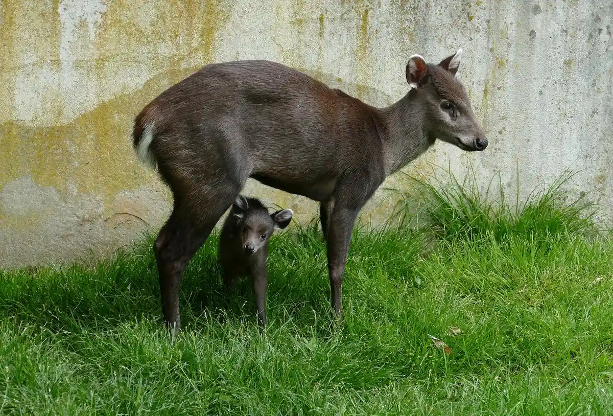 В зоопарке Гейдельберга родился гребенчатый олененок