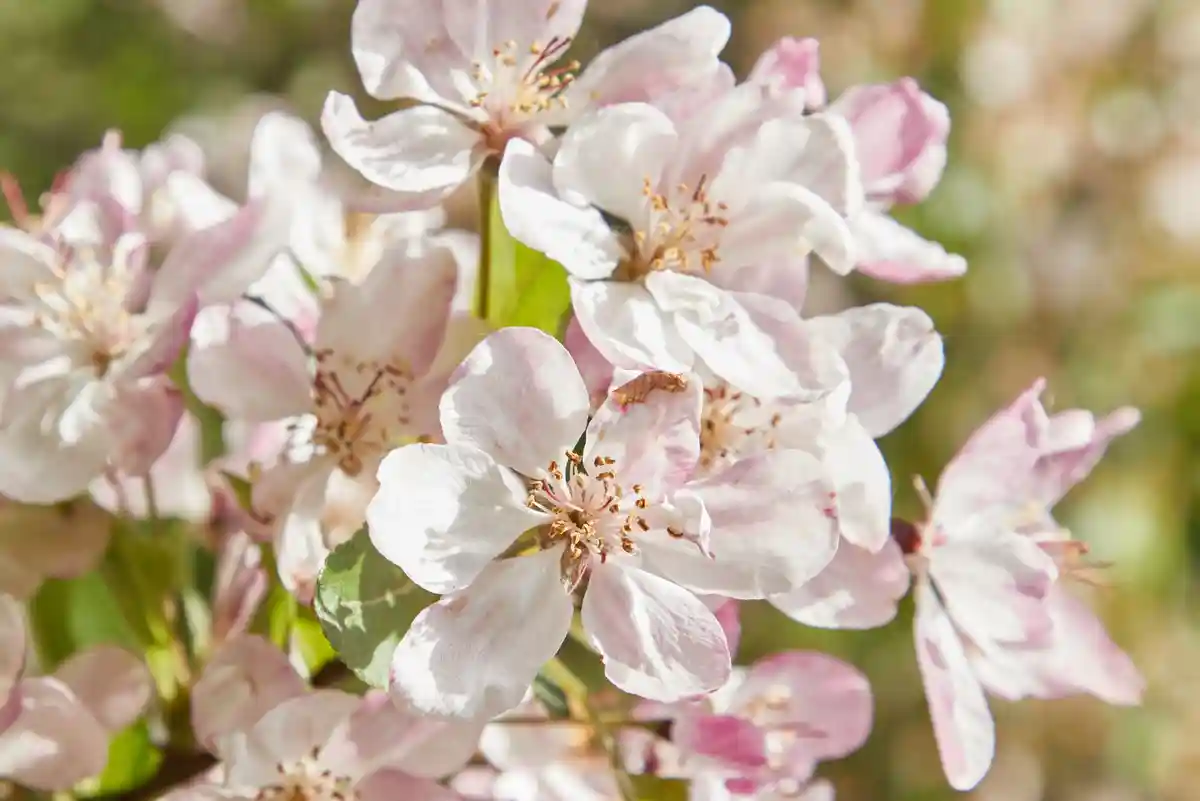Цветение вишни на Бинненальстере