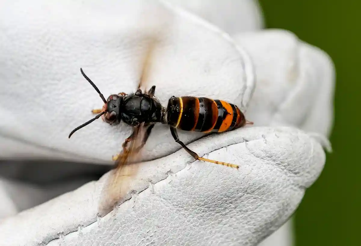 Азиатский шершень убивает пчел в Европе