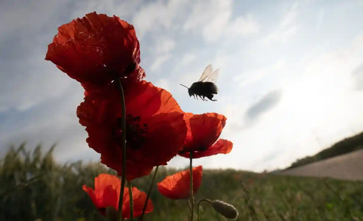 Государство хочет увеличить популяцию диких и медоносных пчел
