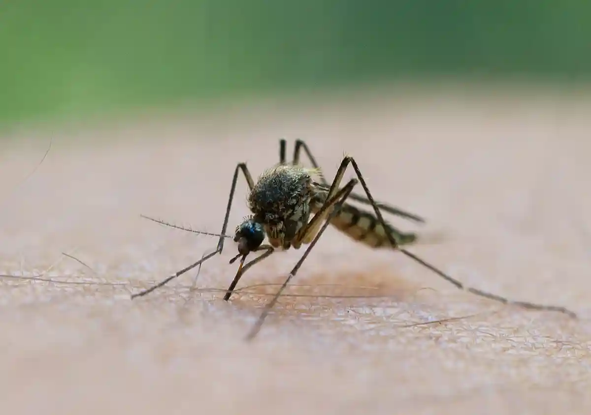 Заполонят ли Германию комары?