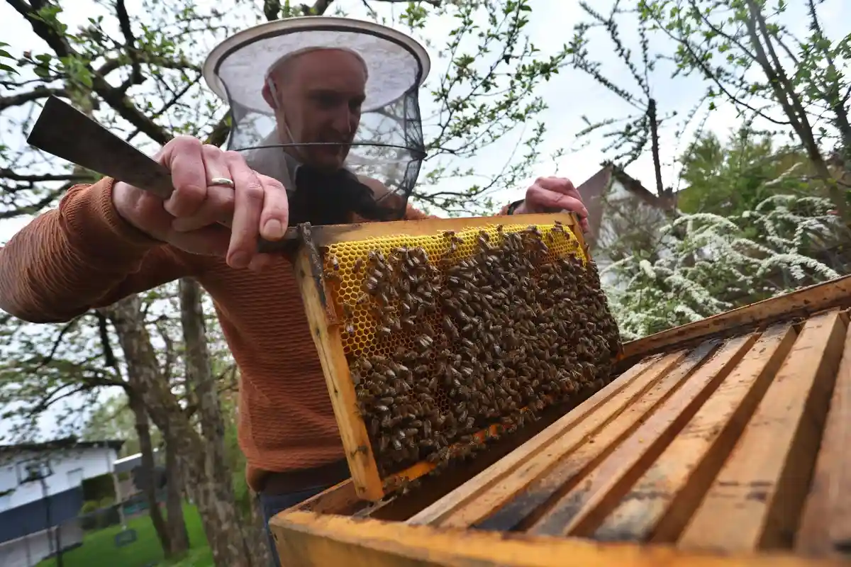 Пчеловод-любитель у улья