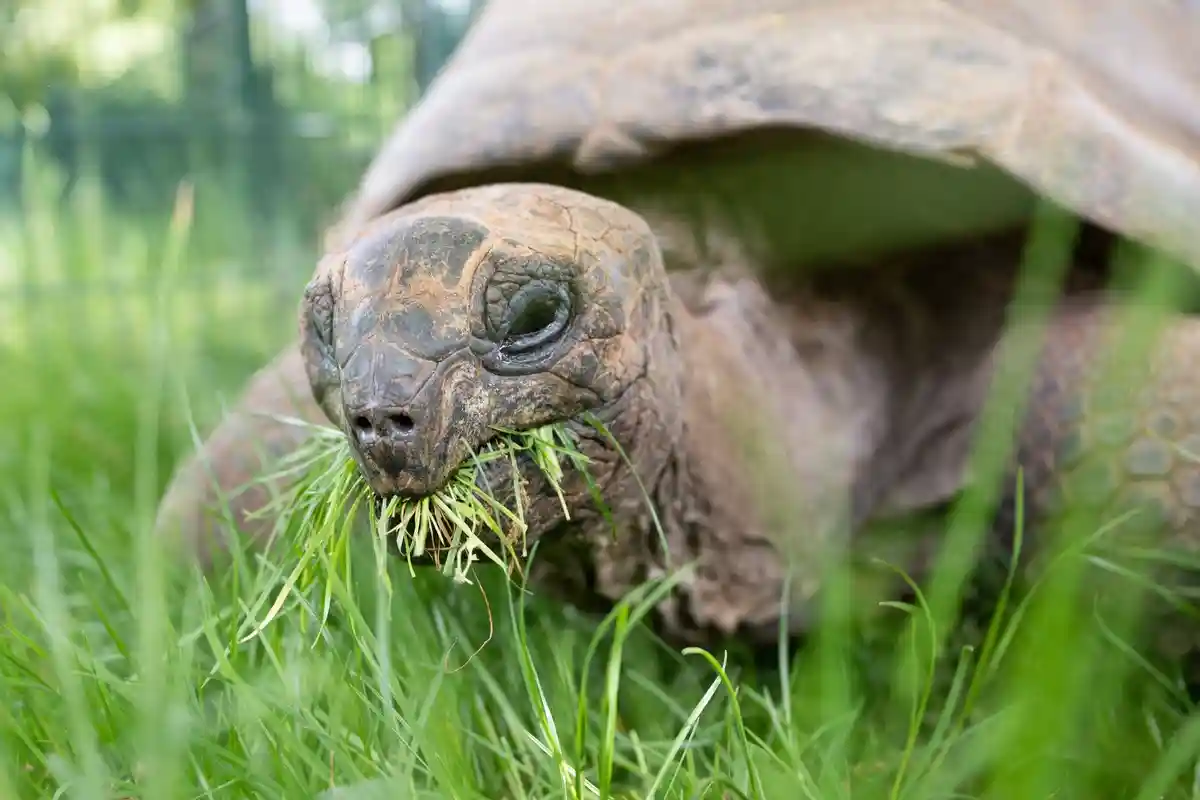 Черепахи из Дрезденского зоопарка переехали на летний луг