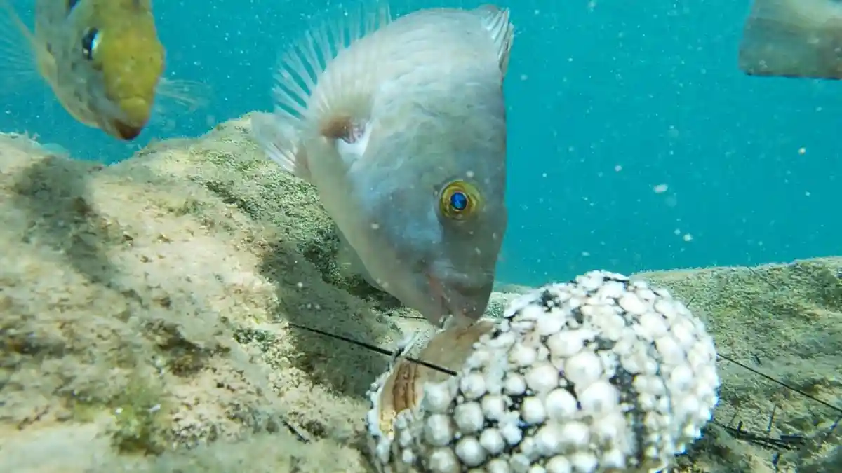 Массовая гибель морских ежей угрожает коралловым рифам