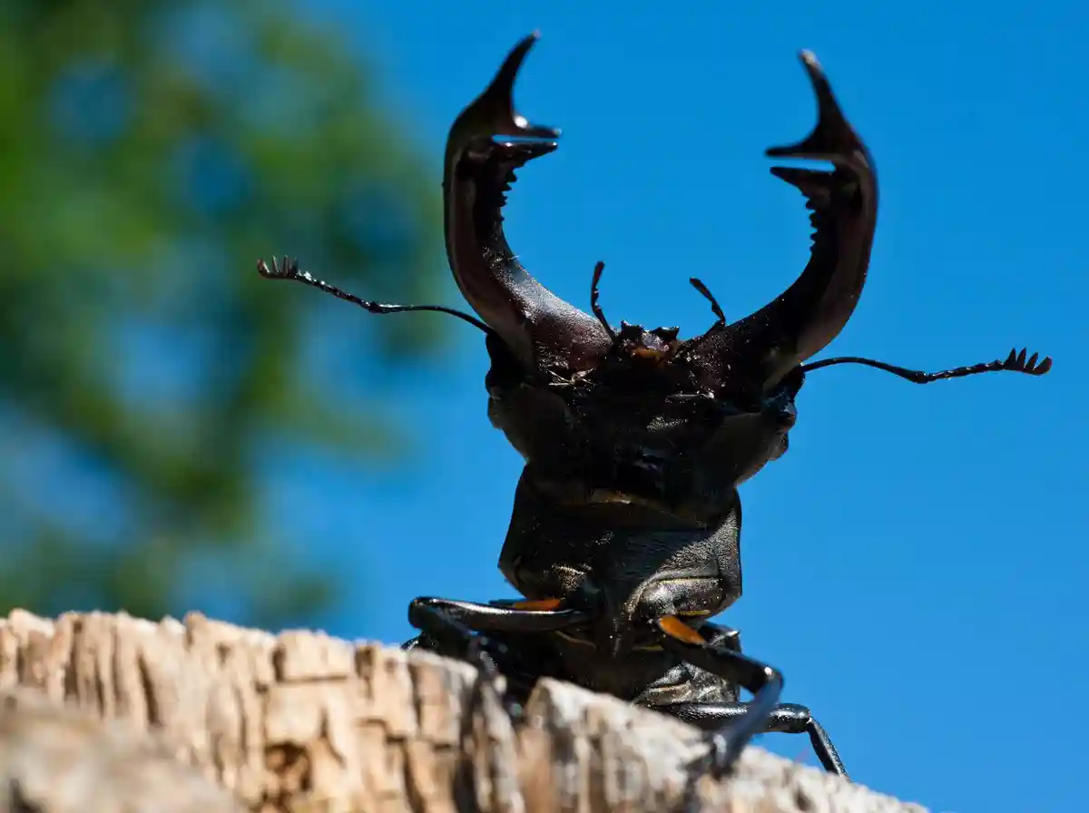 Защитники природы призывают к фотоохоте на жуков-оленей