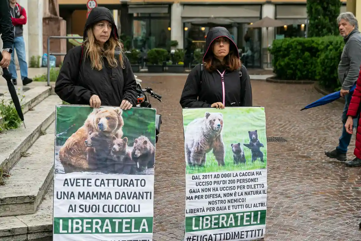 Итальянский медведь JJ4 запрещен к отстрелу