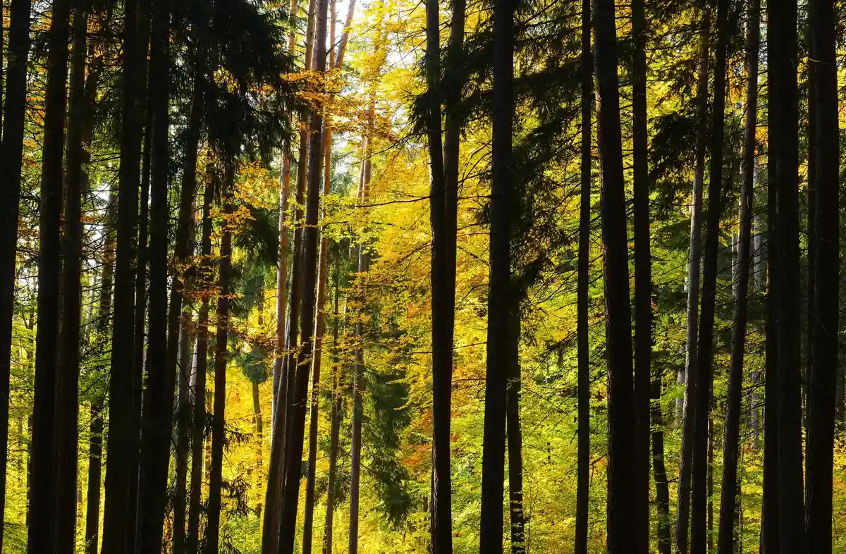 Национальный парк в Штайгервальде для защиты климата