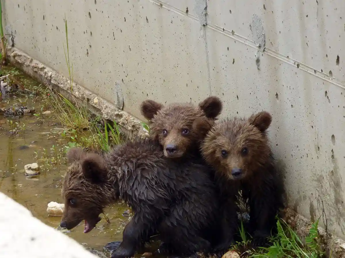 Три медведя спасены в Греции