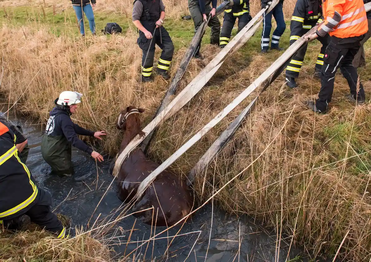 Лошадь спасена из канавы в Гамбурге
