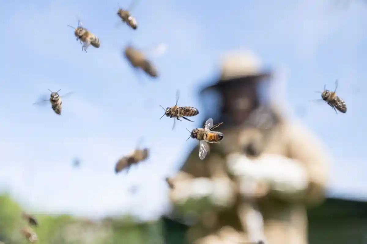 Пчеловоды ожидают хороший урожай меда