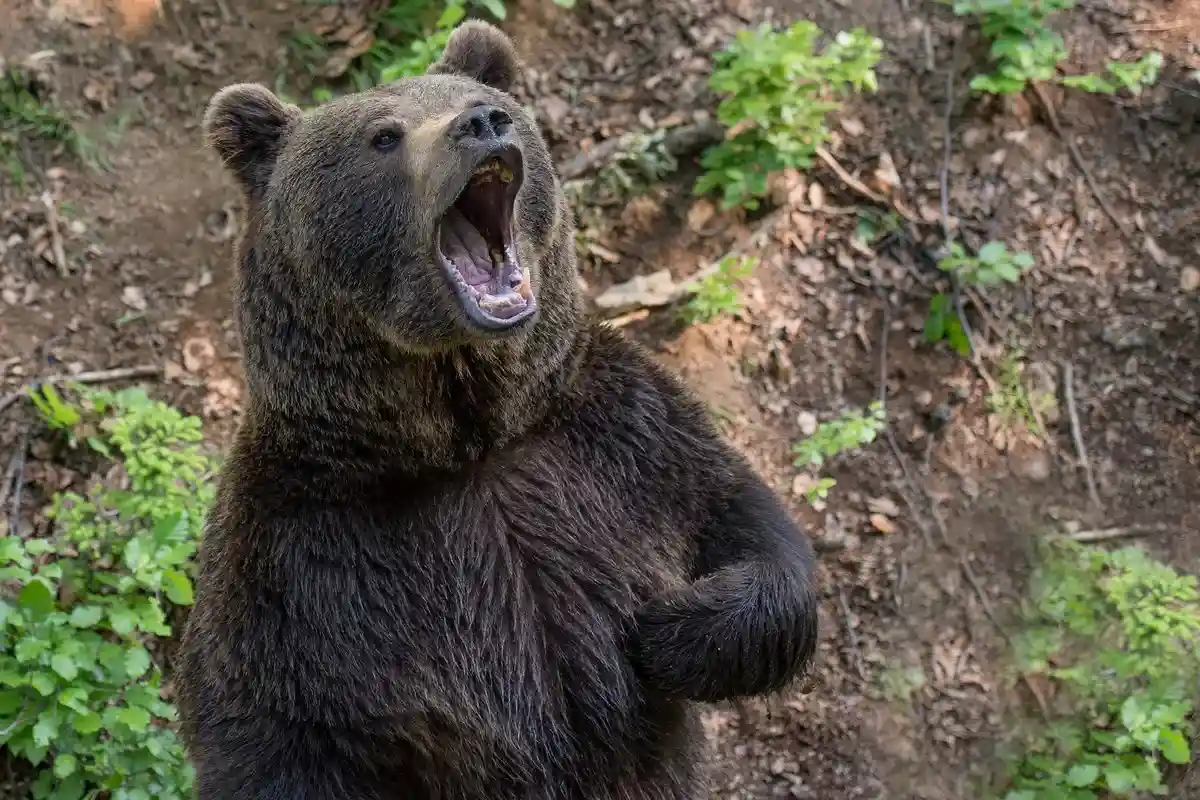 Встреча с медведем, который встал на дыбы не означает, что он собирается атаковать. Фото: Miller_Eszter / pixabay.com