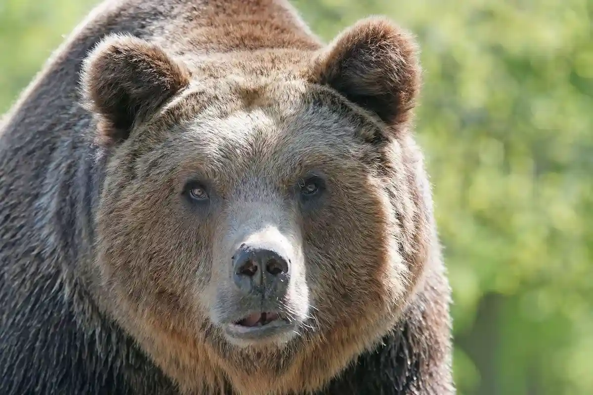 Последствия встречи с медведем фото