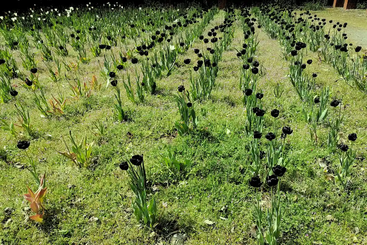 Черные тюльпаны Юнгфернхайде
