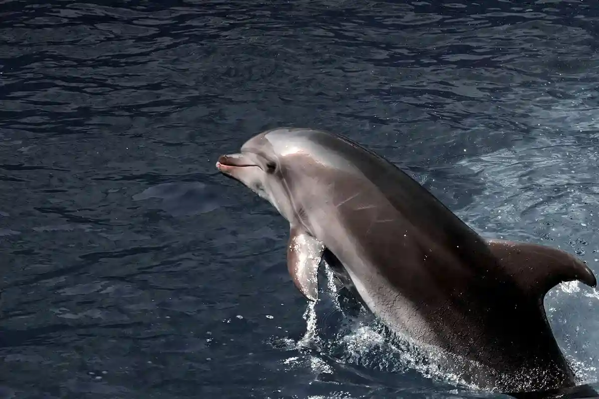 Лондон: ВМФ России больше полагается на боевых дельфинов