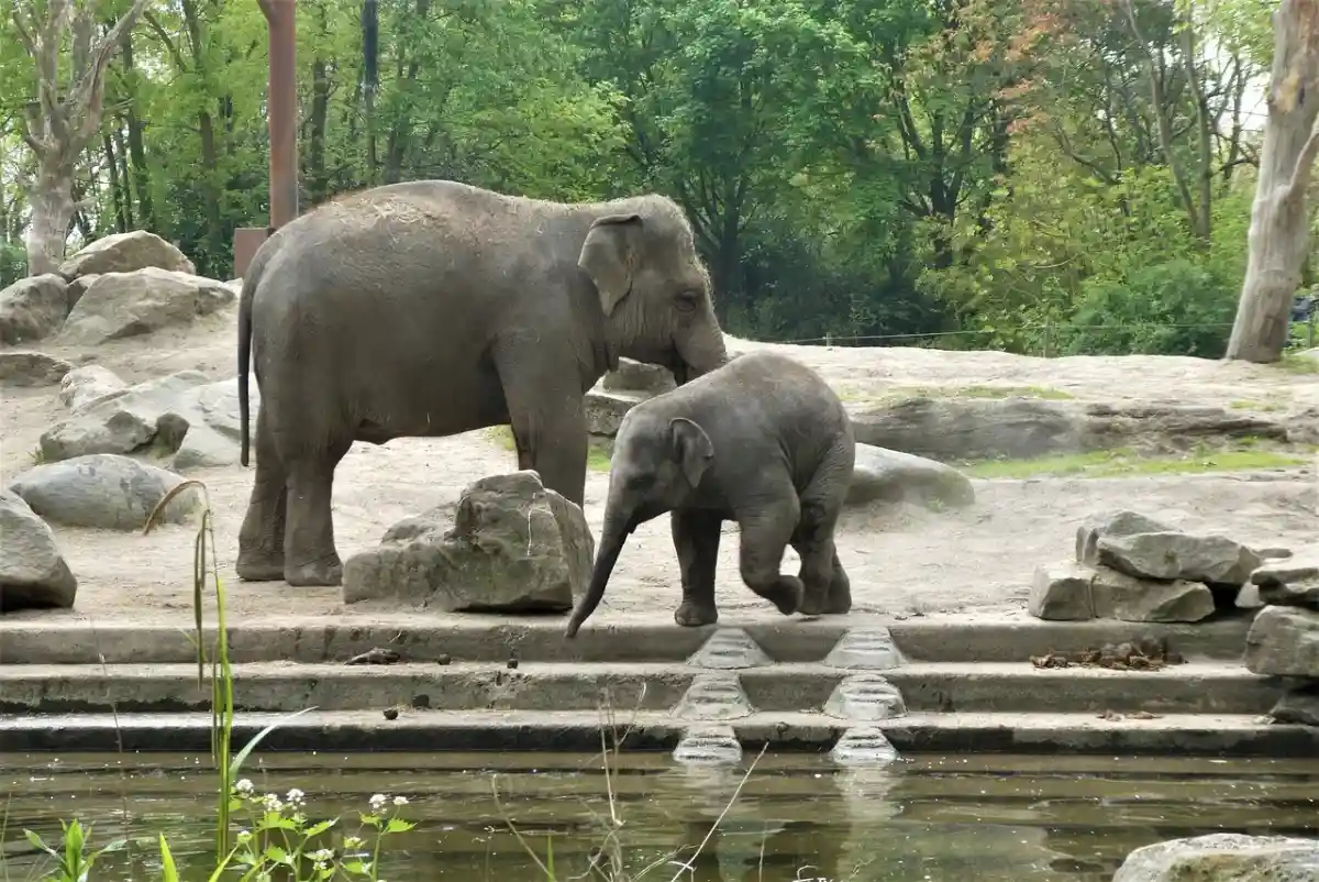 Пожарные помогли слону в зоопарке Гамбурга