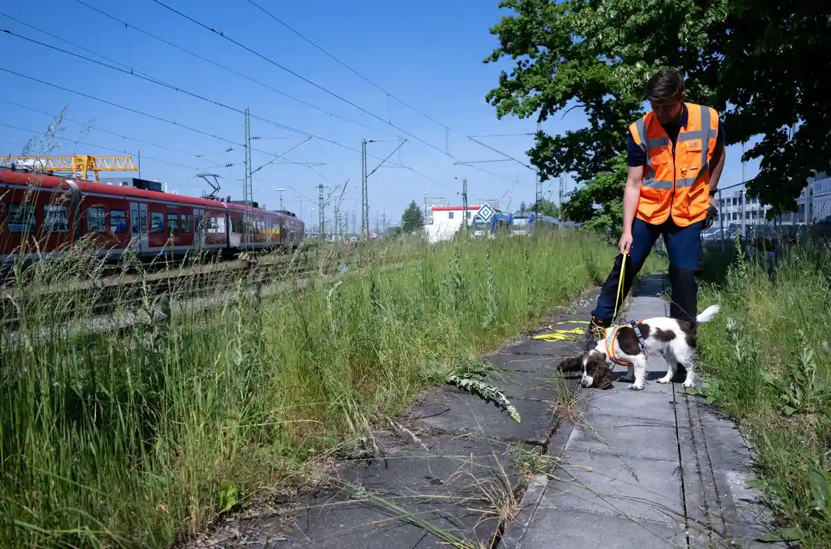 Ветеринарный бум в Саарланде: собаки страдают от злаков