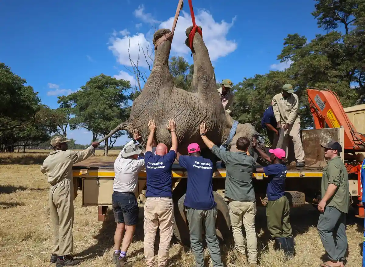 Семь слонов-сирот выпущены в дикую природу в Зимбабве