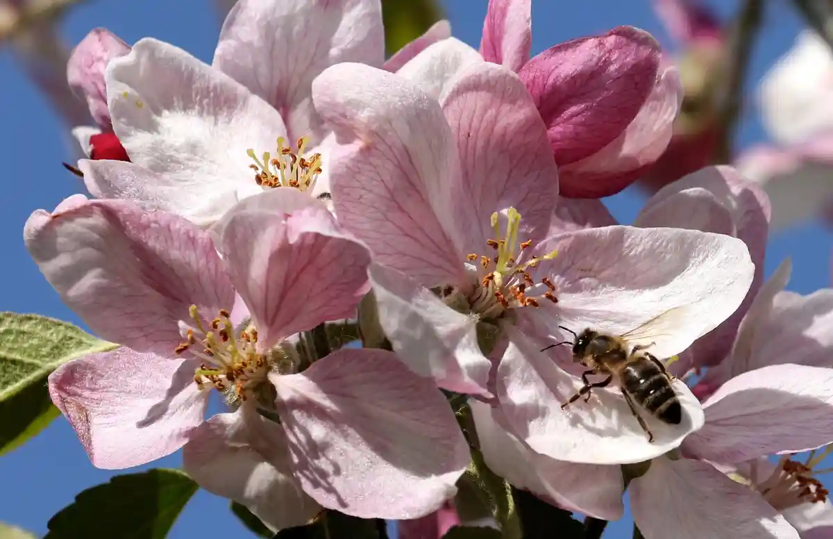 Медоносные пчелы Германии пережили зиму благополучно