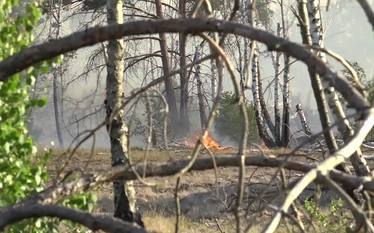 Беспилотник помог в борьбе с лесным пожаром