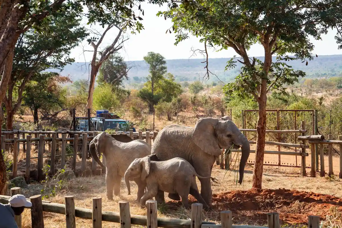 Слоновьи сироты в Зимбабве
