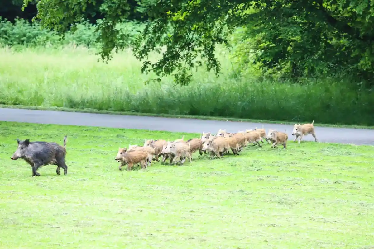 Переполох в Хагене: 23 диких кабана забрели в парк