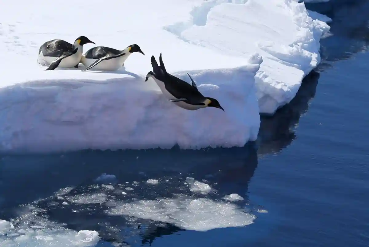 На встрече по Антарктике нет прогресса - Экологи
