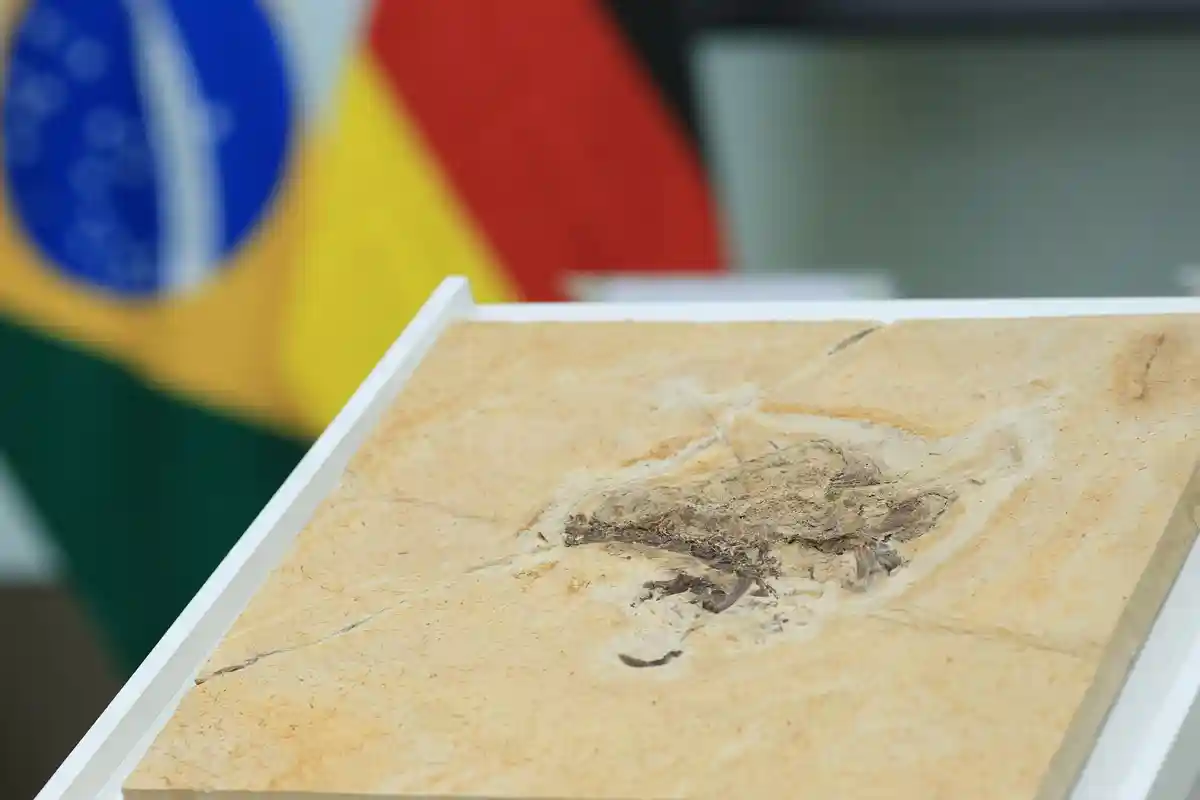 Ископаемый динозавр возвращен в Бразилию
