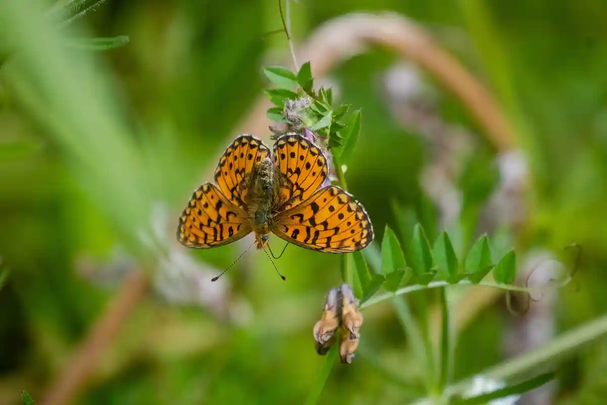 Вырубки для бабочек создаются в лесном округе Ульмер-Альб