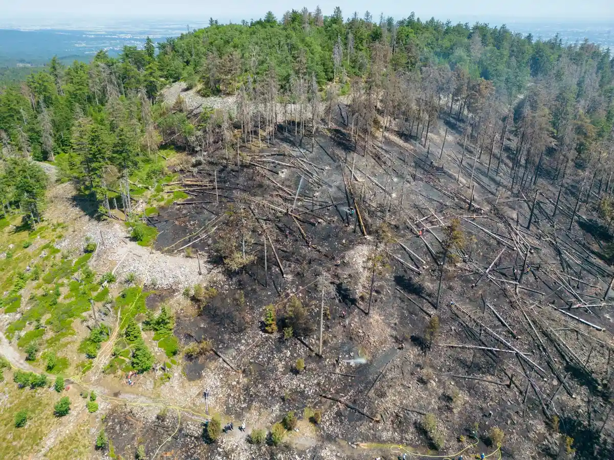 Что происходит с выжженой землей после лесного пожара