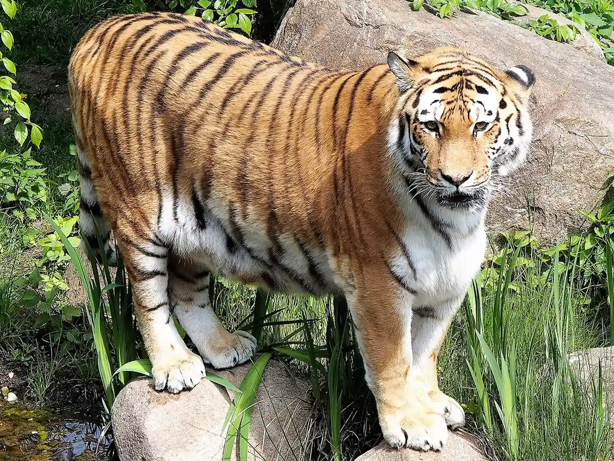 Потомство тигров во Франкфуртском зоопарке