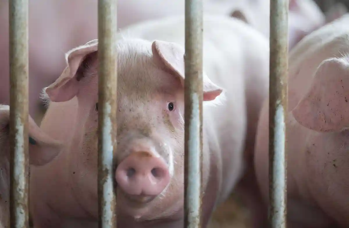 Поголовье свиней в Баден-Вюртемберге сократилось