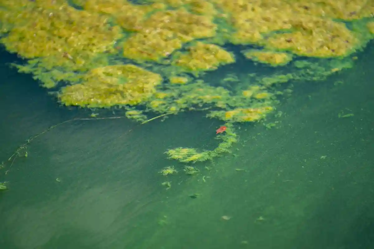 Опасные водоросли в озере в Баварии