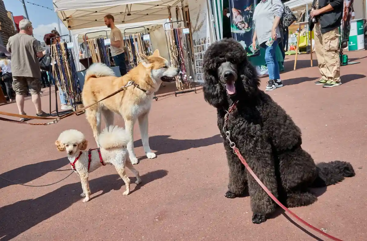 В Гамбурге проходит ярмарка для владельцев собак
