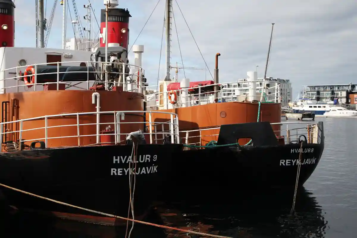 Исландия приостановила китобойный промысел