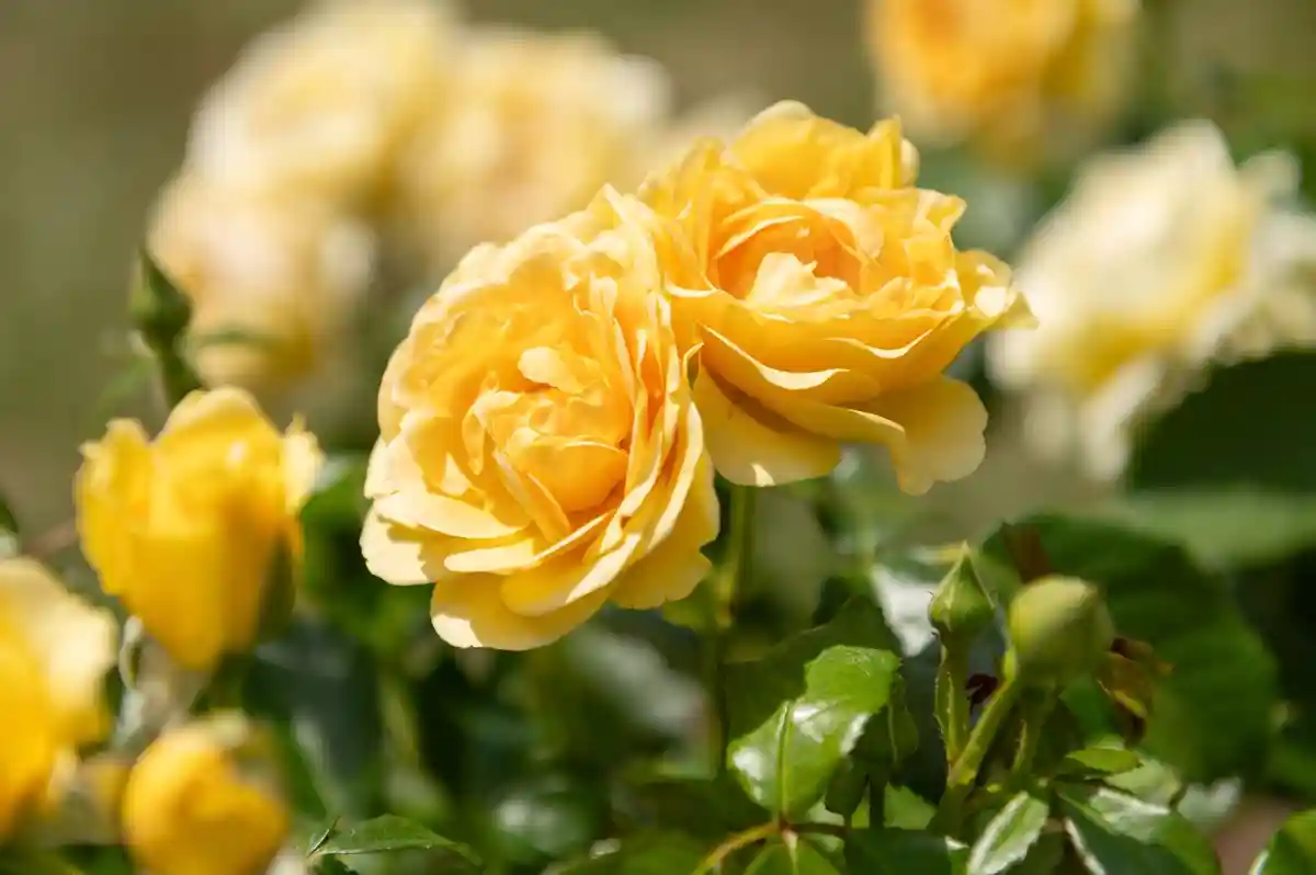 Роза "Spotlight" завоевала титул "Золотая роза Баден-Бадена"