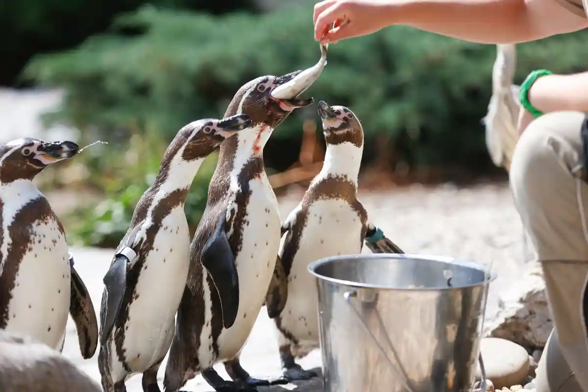 В зоопарке Франкфурта вылупились 13 птенцов пингвина